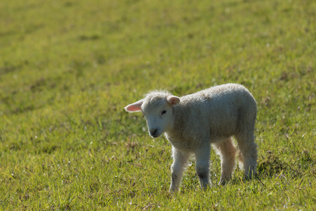 little lamb on green meadowの写真素材