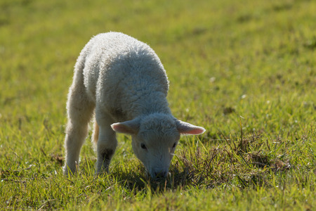 detail of grazing lambの写真素材