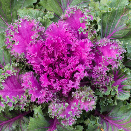 rosette of purple kaleの写真素材