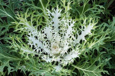 white decorative kaleの写真素材