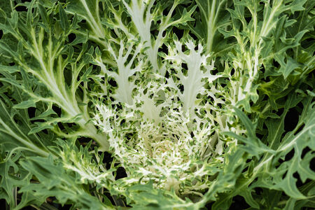 detail of white kale rosetteの写真素材