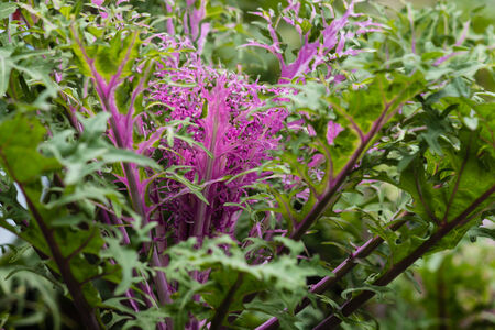detail of purple kale rosetteの写真素材