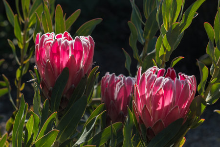 detail of backlit pink protea flowers