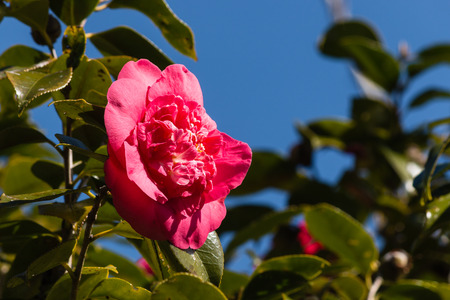 crimson camellia flower against blue skyの写真素材