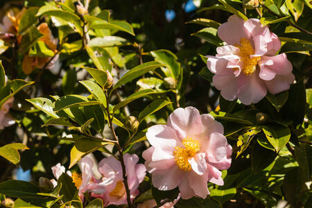 pink camellia flowers in bloomの写真素材