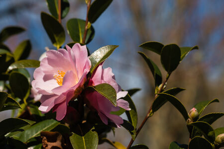 pink camellia flowersの写真素材