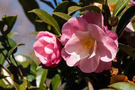 pink camelliaの写真素材