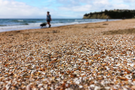 detail of broken shells on beachの写真素材