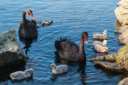 pair of black swans with cygnetsの写真素材