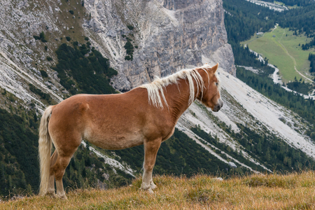 chestnut horse above valley in Dolomitesの写真素材