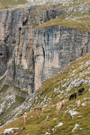 horses grazing on steep slopeの写真素材