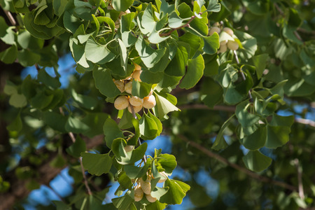 gingko biloba leaves and seedsの写真素材