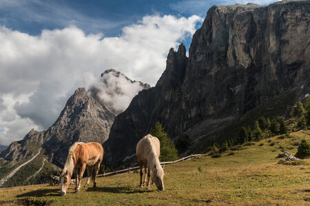 pair of chestnut horses grazing on meadow in Dolomitesの写真素材