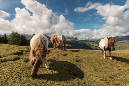 horses and ponies grazing on meadow in Dolomitesの写真素材