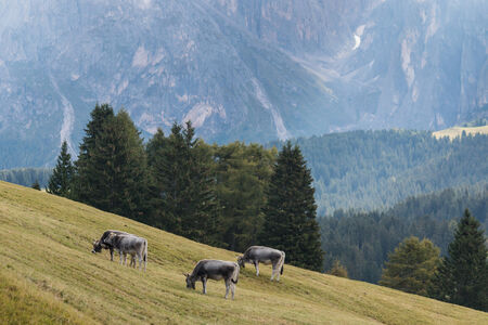 grazing cows in Dolomitesの写真素材