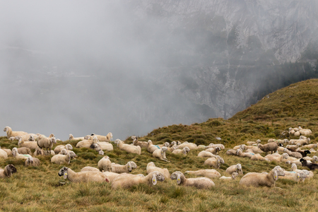 flock of sheep resting on grassy slopeの写真素材