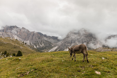 donkey roaming in Dolomitesの写真素材