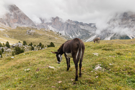 donkeys grazing in Val Gardena, Dolomitesの写真素材