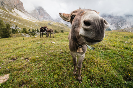 wide angle picture of donkey in Dolomitesの写真素材