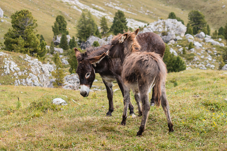 grooming donkeysの写真素材