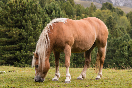 chestnut horse grazingの写真素材