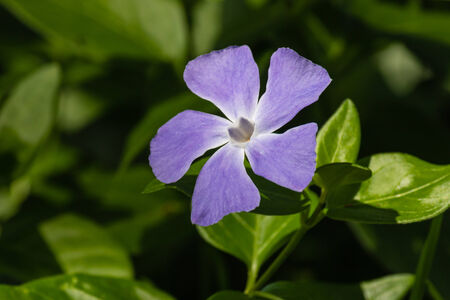 blue periwinkle flowerの写真素材