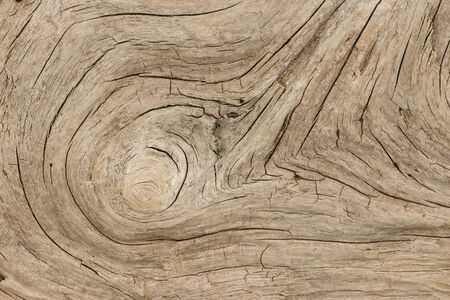 detail of weathered driftwoodの写真素材