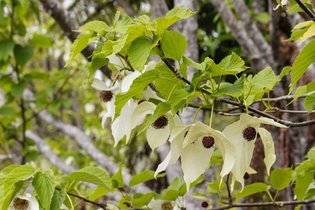 Davidia involucrata tree flowersの写真素材