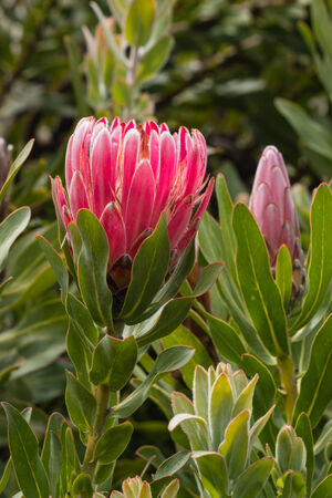 Protea neriifolia flower and budの写真素材