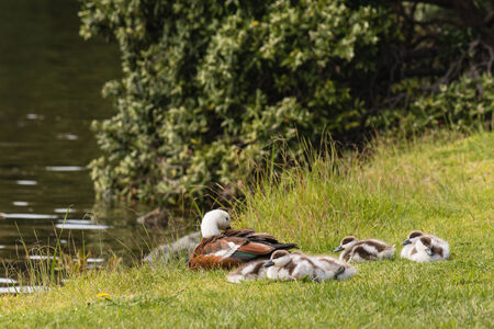 paradise shelduck with ducklingsの写真素材