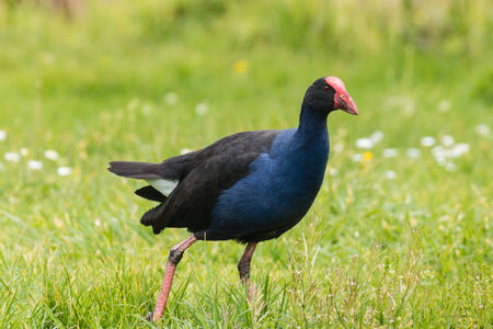 purple swamphen on spring meadowの写真素材
