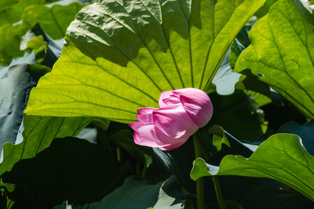 detail of nelumbo nucifera flowerの写真素材