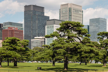 pine trees growing in park in Tokyo centerのeditorial素材