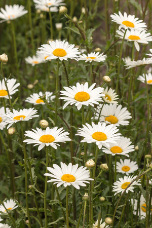 common daisies growing on meadowの写真素材