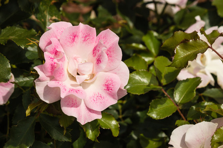 detail of pink rose flower headの写真素材