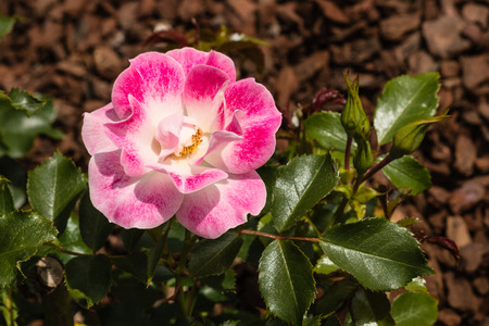 pink tea roseの写真素材