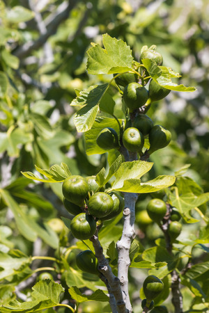 detail of fig fruit and leavesの写真素材