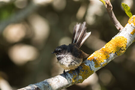 New Zealand fantail perched on tree branchの写真素材