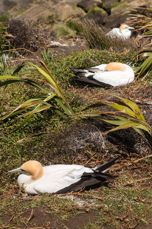 nesting gannetsの写真素材
