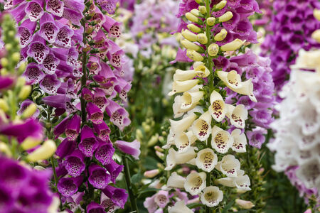 collection of foxglove flowersの写真素材