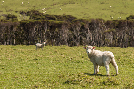 curious lamb on spring meadowの写真素材