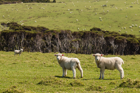 curious lambs on spring meadow