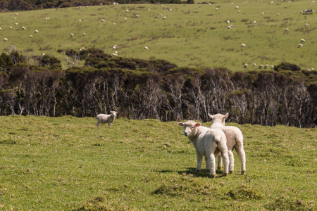 lambs on fresh spring meadowの写真素材