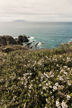 tea tree flowers growing on coastの写真素材