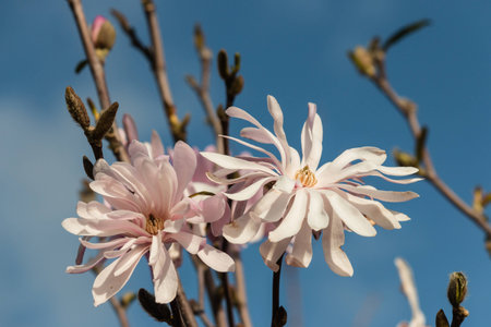 pink magnolia flowers against blue skyの写真素材
