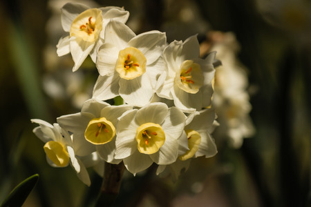 bunch of daffodil flowersの写真素材