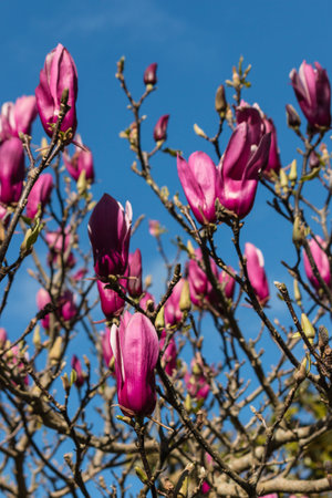 purple magnolia flowers against blue skyの写真素材