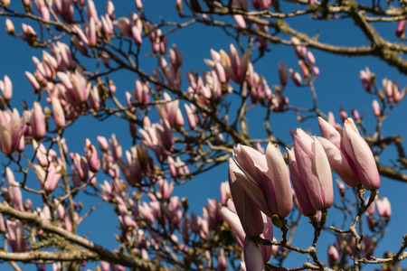 pink magnolia buds against blue skyの写真素材