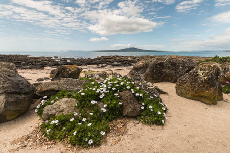white daisies growing on beach in Takapunaの写真素材