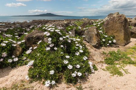 rocky beach in Takapuna with  white daisiesの写真素材